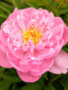 Plant peonies away from trees or shrubs, and provide them with shelter from strong winds.