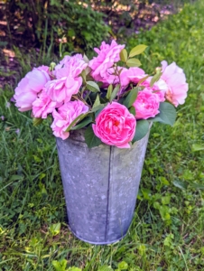 I adore roses and have grown them for more than 25-years. Right now, my roses are blooming all over the farm - all with their colorful petal formations and beautiful fragrances.
