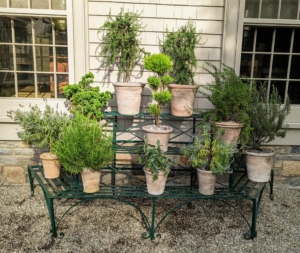 Potted plants are brought out of the greenhouse and displayed on my plant stand in the kitchen courtyard. Arranging potted plants is a great and inexpensive way to decorate both indoors and out.
