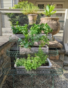 More plants are placed on this plant stand - everything is also watered ahead, so pots are not dripping when guests arrive.