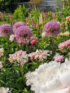 The beautiful Allium – I have so many in bloom along the clematis pergola and right here inside, and outside, my flower cutting garden. Allium species are herbaceous perennials with flowers produced on scapes. They grow from solitary or clustered bulbs.