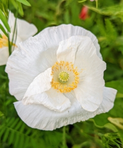 There are also many poppies - my guests loved seeing all the different varieties. These plants require very little care if they are grown in soil that drains well and gets full sun. The only downfall – poppies have a relatively short bloom span.