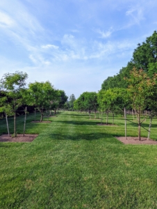 My orchard surrounding the pool has more than 200 fruit trees. All the square tree pits are also weeded and the lawns mowed. Earlier this season, we expanded these tree pits to keep the mowers at a safe distance, so branches are not disturbed.