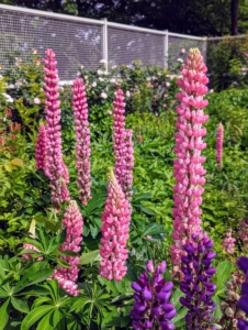 Right now, there are so many lupines in full bloom. Lupinus, commonly known as lupin or lupine, is a genus of flowering plants in the legume family, Fabaceae. The genus includes more than 200 species. It’s always great to see the tall spikes in the garden. Lupines come in lovely shades of pink, purple, red, white, yellow, and even red. Lupines also make great companion plants, increasing the soil nitrogen for vegetables and other plants nearby.