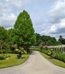 As the tour exited the flower garden, they gathered at this juncture. On the right is my long and winding pergola. And on the left is a row of bald cypress, or Taxodium distichum, a deciduous conifer. It is a large tree with gray-brown to red-brown bark. It is popular as an ornamental tree grown for its light, feathery foliage.