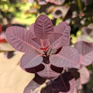 These smoke bushes have stunning dark red-purple foliage that turns scarlet in autumn and has plume-like seed clusters, which appear after the flowers and give a long-lasting, smoky haze to the branch tips.