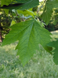 The leaf of a London plane is similar to that of a maple leaf - simple with alternate arrangements that have three to five lobes. These leathery leaves are about six to seven inches wide with roughly toothed edges.