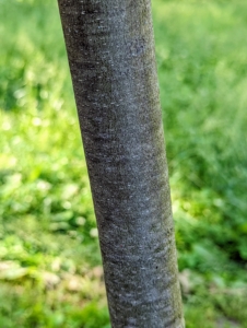 Now, while the trees are young, the bark is medium gray and smooth. When mature, they will show a distinctive camouflage pattern created as patches of green or brown outer bark flake off to expose a more creamy inner bark.