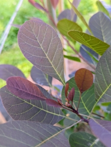 The leaves of smoke bushes are waxy purple and are one and a half to three inches long, and ovate in shape.