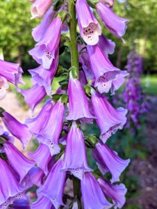 Around the entire perimeter of this garden, we planted foxglove. Foxglove, Digitalis purpurea, thrives in full sun to partial shade to full shade, depending on the summer heat. Each plant usually has a one-sided raceme with 20 to 80 flowers.