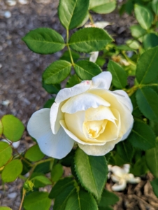 This is a perfect white rose named ‘Tranquillity.’ This one has beautifully rounded flowers, with neatly placed petals making up the rosettes.