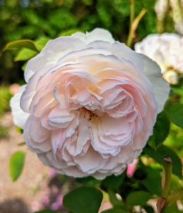 This rose variety has full-petalled, rosette-shaped flowers with a button eye and a strong fragrance.