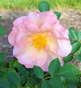 The flowers of most rose species have at least five petals. Each petal is divided into two distinct lobes.