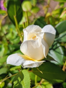 When selecting a location, plant roses in a sunny spot with good drainage. Fertilize them regularly and water them evenly to keep the soil moist.