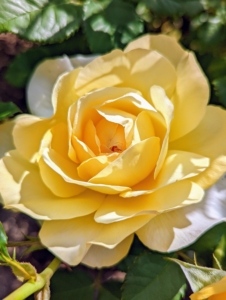 Some rose blooms are very full with many petals in at least three or more rows.