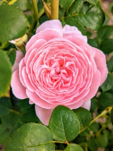 Other roses have multiple tight petals such as this one. Rose plants range in size from compact, miniature roses, to climbers that can reach several feet in height.