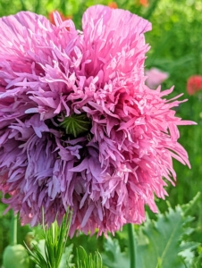 Poppies are attractive, easy-to-grow herbaceous annual, biennial or short-lived perennial plants.