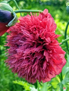 In contrast, this poppy is very dark in color - more plum.