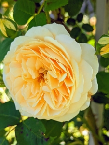 I love this beautiful apricot-colored climbing rose growing up one of the garden’s trellises. Some of the newer roses added to the garden include a selection from David Austin – ‘Abraham Darby’, Graham Thomas’, ‘Heritage’, ‘Lady of Shallot’, ‘Golden Celebration’, ‘Snow Goose’, ‘St. Swithun’, ‘Benjamin Britten’, ‘Brother Cadfael’, ‘James Galway’, ’Teasing Georgia’, ‘The Generous Gardener’, ‘Wolverton Old Hall’, ‘Malvern Hills’, and ‘Jude the Obscure’.