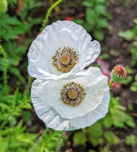 Poppies come in a variety colors including white, lilac, pink, yellow, orange, red, blue, purple, and gray.