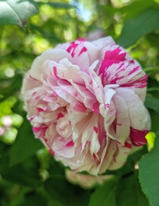 Among my many favorites is the swirled ‘Variegata di Bologna’ with its large, cupped flowers and petals of creamy white cleanly striped with purple crimson. It is one of the most striking of the striped roses providing a fantastic display in any garden.