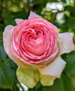 When watering, give roses the equivalent to one-inch of rainfall per week during the growing season. Water at the soil level to avoid getting the foliage wet. Wet leaves encourage diseases such as black spot and powdery mildew.