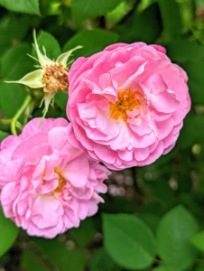 Rose plants range in size from compact, miniature roses, to climbers that can reach several feet in height.