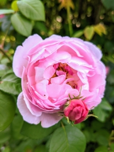 Rose bushes need six to eight hours of sunlight daily. In hot climates, roses do best when they are protected from the hot afternoon sun. In cold climates, planting a rose bush next to a south or west-facing fence or wall can help minimize winter freeze damage.