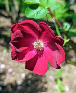 And here’s one in deep red with delicate ruffled petals.