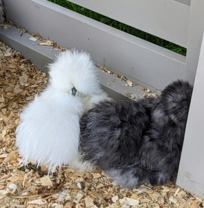 Because the Silkie’s feathers lack functioning barbicels, similar to down on other birds, they are unable to fly, but they do flap and stretch their wings.