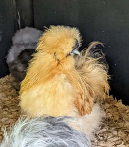 Here, one can see this Silkie's grayish-blue beak, which is short and quite broad at the base.