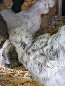 This is a splash Silkie - its markings are so beautiful, like splashes of black ink on a light gray background.