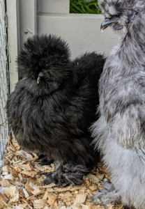 It is believed that the Silkie was first mentioned by Marco Polo around 1290 to 1300 during his journey across Europe and the Far East. Although he did not see the bird, it was reported to him by a fellow traveler, and he wrote about it in his journal, describing it as “a furry chicken.” The Silkie chicken made its way westward either by the Silk Road or by the maritime routes, most likely both. Experts accepted the Silkie into the British Poultry Standard of Perfection in 1865 and the American Poultry Association standard in 1874.