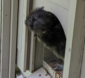 Here is a black Silkie at the top of the ramp - these chickens love to watch all the activity from this opening.