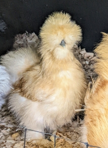 Silkies were originally bred in China. They are best known for their characteristically fluffy plumage said to feel silk- or satin-like to the touch. Underneath all that feathering, they also have black skin and bones and five toes instead of the typical four on each foot.