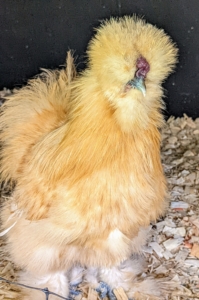 This breed grows a bit slower than other chicken breeds. This one is growing a very fluffy head. The combs of Silkie chickens are very dark maroon red. Both male and female chickens have combs, but they’re larger in males. Baby chicks hatch with tiny combs that get larger as they mature.