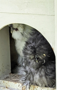 Here are two more Silkies coming out through the ramp doorway to say hello.