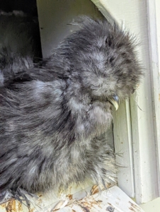Silkies weigh anywhere from 1.1 pounds for a female bantam variety, up to four pounds for a large breed Silkie.