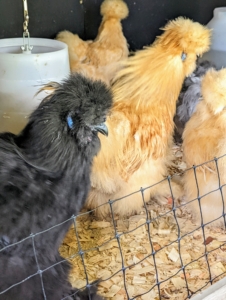 Some characteristics between males and females – female Silkies will keep their bodies more horizontally positioned, while males will stand more upright, keeping their chests forward and their necks elongated. Males will also hold their tail more upright, where females will keep it horizontal or slightly dipped toward the ground.