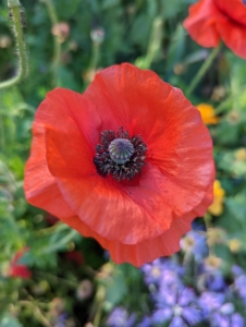 Poppies require very little care, whether they are sown from seed or planted when young – they just need full sun and well-drained soil. Though it varies from one type to the next, most poppies fare best in U.S. Department of Agriculture plant hardiness zones 3 through 9.