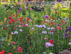 It's always so exciting to step into the flower garden and see all the blooms that open each day. My flower garden is brimming with pink, white, red, and lavender poppies in a variety of forms.