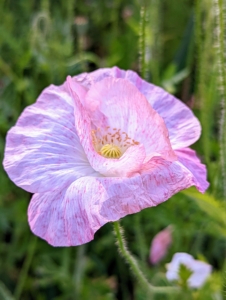 This poppy is very light pink and white with a yellow center.