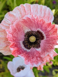 Papaver grows mainly in the northern hemisphere, including within the Arctic Circle, with one species found in southern Africa.