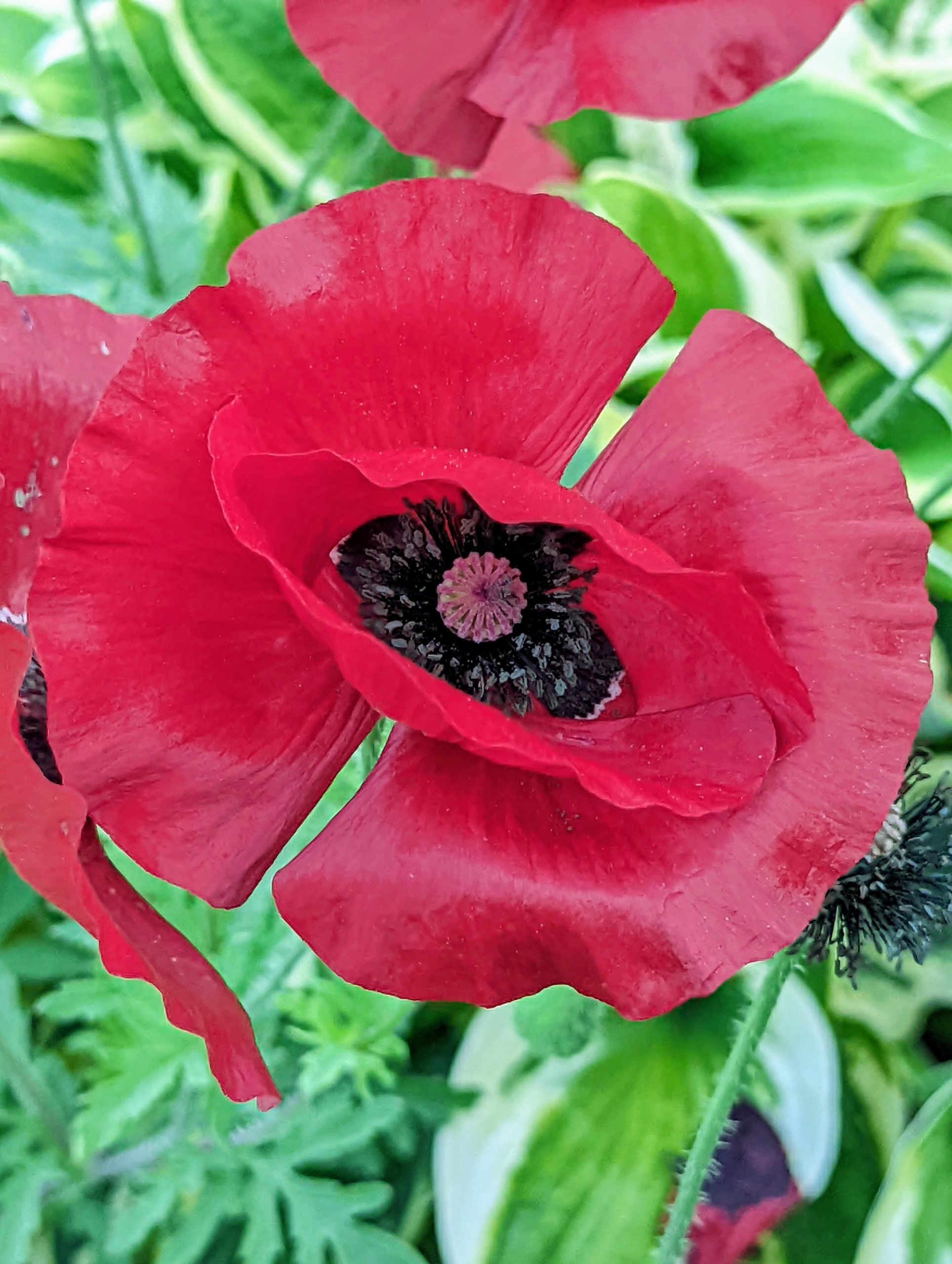 15 Gorgeous Red Poopy Flower Arrangements and Remembrance Day Table  Decoration Ideas