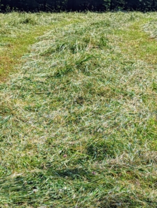 Here is some of the fluffed up hay, which will continue to dry and turn colors from green to tan over the next 24-hours. On average, it takes about three days per field, depending on the size of the field and the weather, to complete the entire process of mowing, raking, and baling hay.