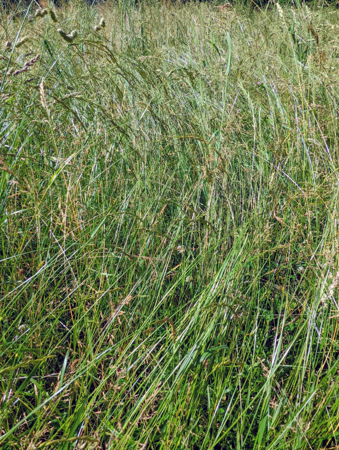 In My Fields Preparing the Hay for Baling - The Martha Stewart Blog