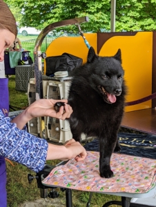 Teaching your dog to be still is very helpful when brushing out their coat or trimming hairs on their feet. The Schipperke, Belgium's "little captain," is the traditional barge dog of the Low Countries. This breed is curious, lively, fun-loving, intense, and can be quite mischievous.