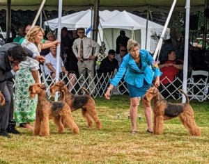 The dogs do not compete against each other, but against the standard of the breed – the dog’s ideal description for appearance, movement, and temperament described by the breed’s parent club. These Airedales may all look the same, but to the judge’s discerning eye, each one is very different.