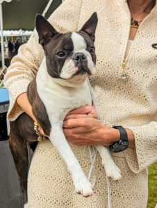 This is the Boston Terrier. Known as the "American Gentleman," the Boston Terrier is lively, smart, and affectionate with a gentle, even temperament.