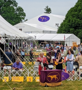 The breed shows happen in large rings, where the dogs are walked around to display their gaits and overall appearance. Here at Lyndhurst, there were a total of eight rings and each breed class is scheduled a time to compete during the day.